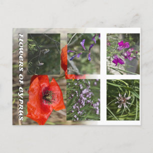 Cartão Postal flores dos cuidados pós-chipre