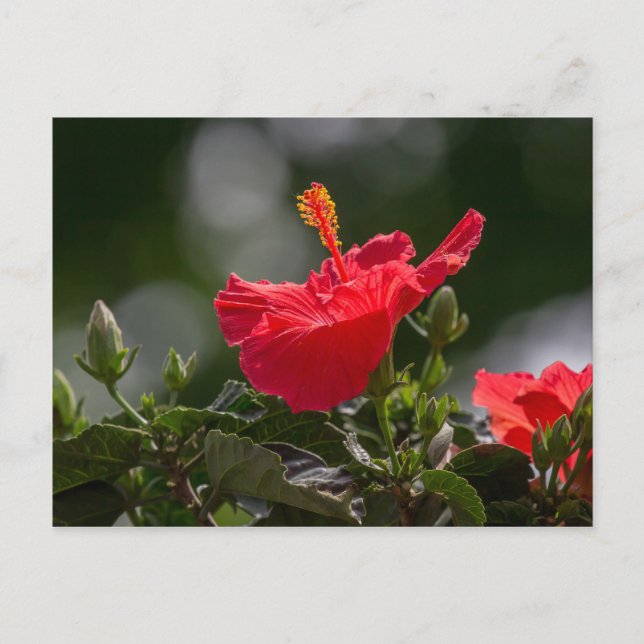 Cartão Postal Flores E Buds De Hibiscus (Frente)