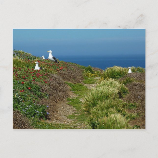 Cartão Postal Flores e gaivotas na Ilha Anacapa (Frente)