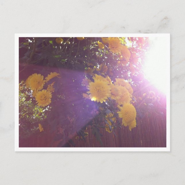 Cartão Postal Flores e Luz (Frente)