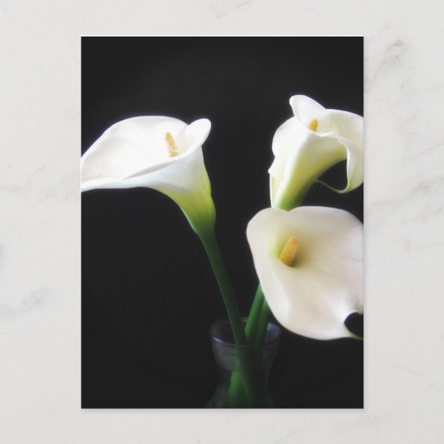 Cartão Postal Flores Elegantes Calla Lily 12 (Frente)
