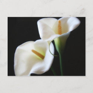 Cartão Postal Flores Elegantes Calla Lily 13