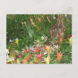 Cartão Postal Flores em Aibonito