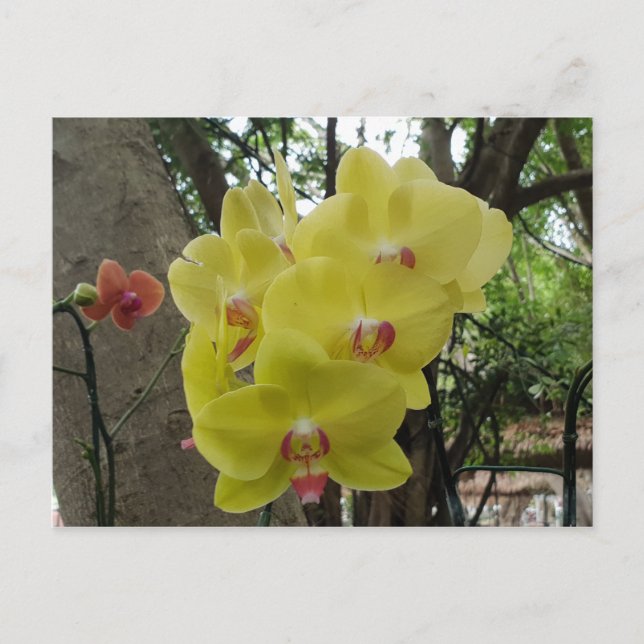 Cartão Postal Flores em Chiang Mai Tailândia (Frente)