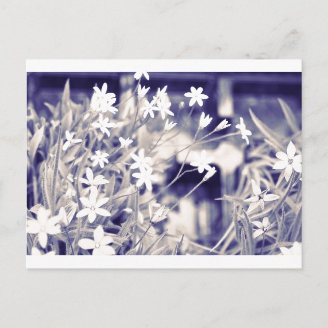Cartão Postal Flores em forma de estrela Sparkle, Cartão-postal (Frente)