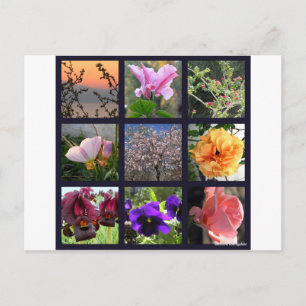 Cartão Postal Flores em Israel