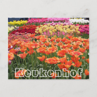 Cartão Postal Flores em Keukenhof, laranja, amarela e vermelha