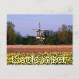 Cartão Postal Flores em Keukenhof, moinhos de vento e campos