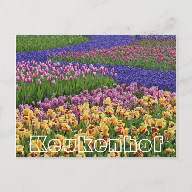 Cartão Postal Flores em Keukenhof, riachos de tulipas (Frente)