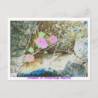 Cartão Postal Flores em Oceanside Marina