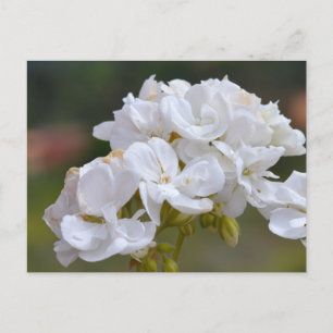 Cartão Postal Flores em Tenerife