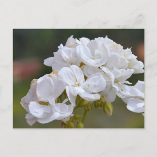 Cartão Postal Flores em Tenerife