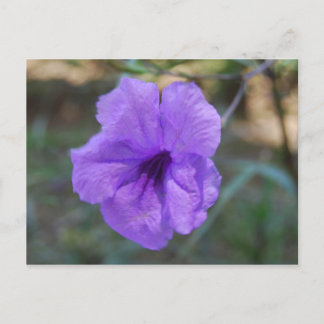 Cartão Postal Flores escocesas- Escócia