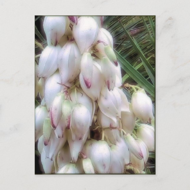 Cartão Postal Flores Espanhol Bayonet Yucca (Frente)