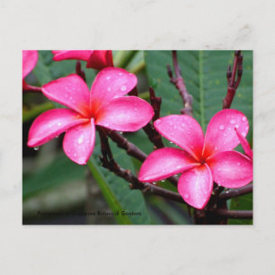 Cartão Postal Flores Exóticas, Frangipani no Jardim Botânico de 