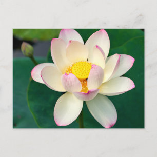 Cartão Postal Flores   Flor de Lótus de Água
