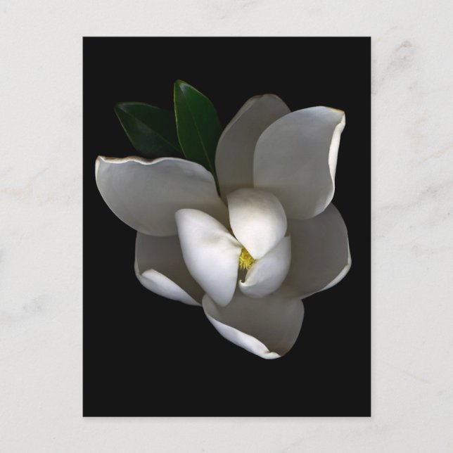 Cartão Postal Flores | Flor Solteiro Magnolia Branca (Frente)