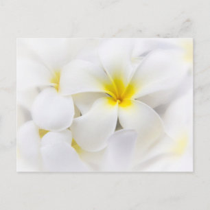 Cartão Postal Flores Flores Brancas Flores Frangipani