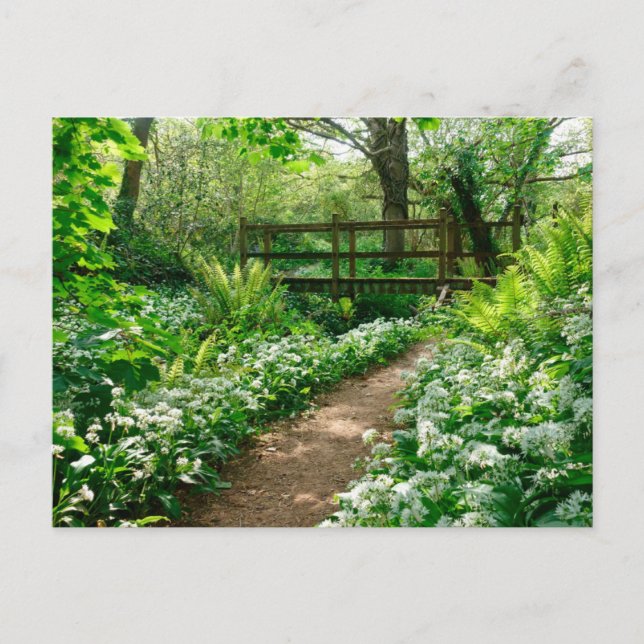 Cartão Postal Flores | Flores brancas na floresta (Frente)