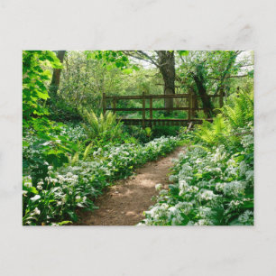 Cartão Postal Flores   Flores brancas na floresta