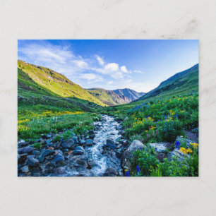 Cartão Postal Flores Flores selvagens no Colorado