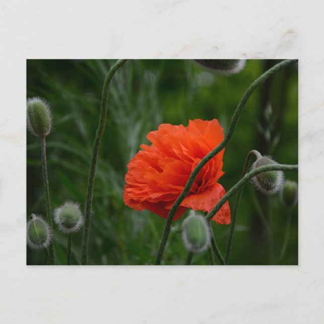 Cartão Postal flores florescem (Frente)