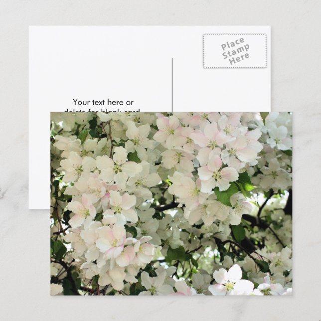 Cartão Postal Flores Fotografadas em Flor de Primavera Branca (Frente/Verso)