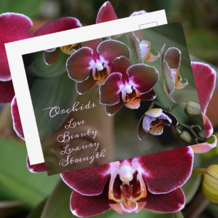 Cartão Postal Flores Fotográficas de Orquídea Maroônica Roxa