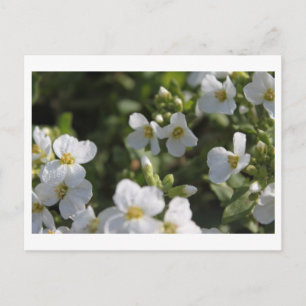 Cartão Postal Flores frescas de jardim de verão brancas e folhas