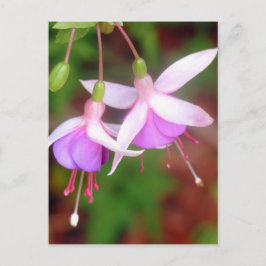 Cartão Postal Flores Fuschia