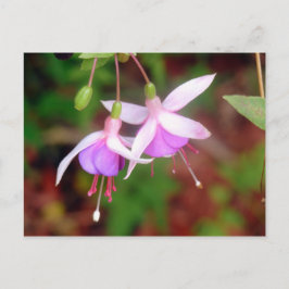 Cartão Postal Flores Fuschia