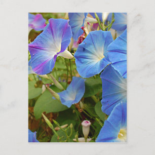 Cartão Postal Flores Gloriosas da Manhã