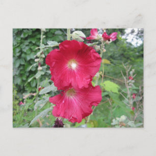 Cartão Postal Flores Hollyhock Antigas, Mochadas