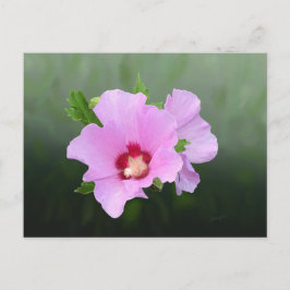 Cartão Postal Flores Hollyhock Rosa e Roxo