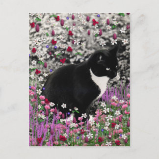 Cartão Postal Flores II - Gato Tuxedo Kitty
