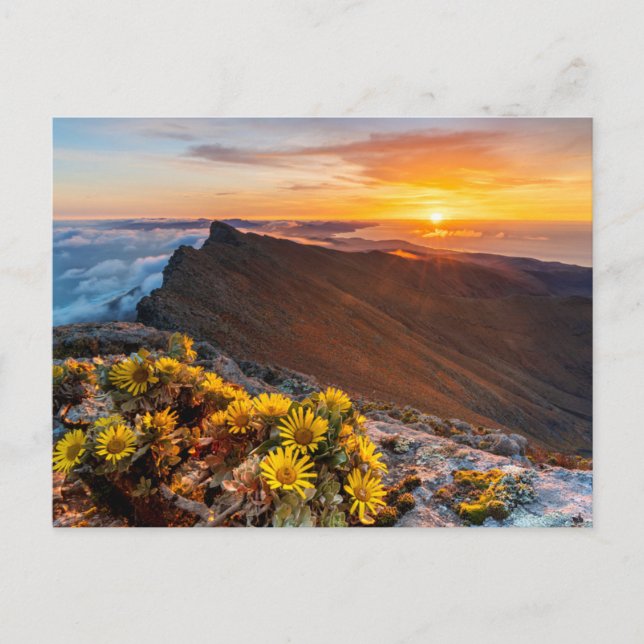 Cartão Postal Flores | Ilhas Canárias, Espanha (Frente)