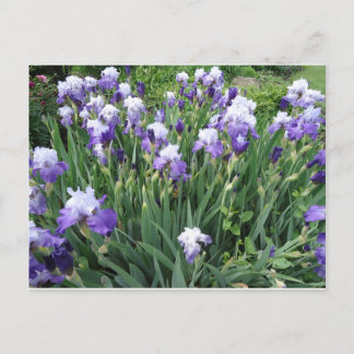 Cartão Postal Flores íris