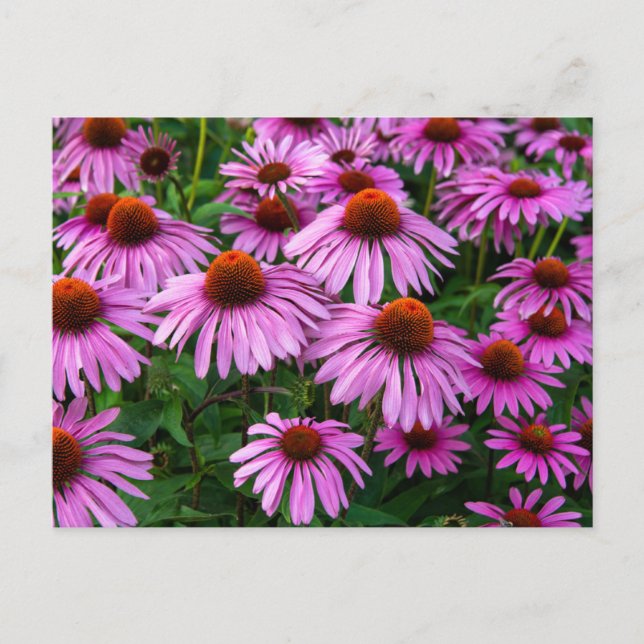 Cartão Postal Flores | Jardim de Coneflower Rosa (Frente)
