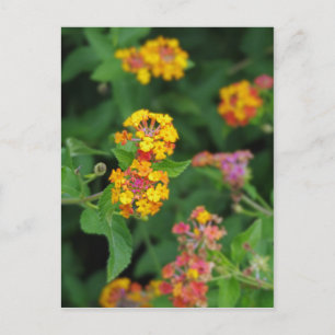 Cartão Postal Flores Lantana Camara