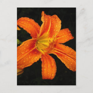 Cartão Postal Flores Laranja Tiger Lily