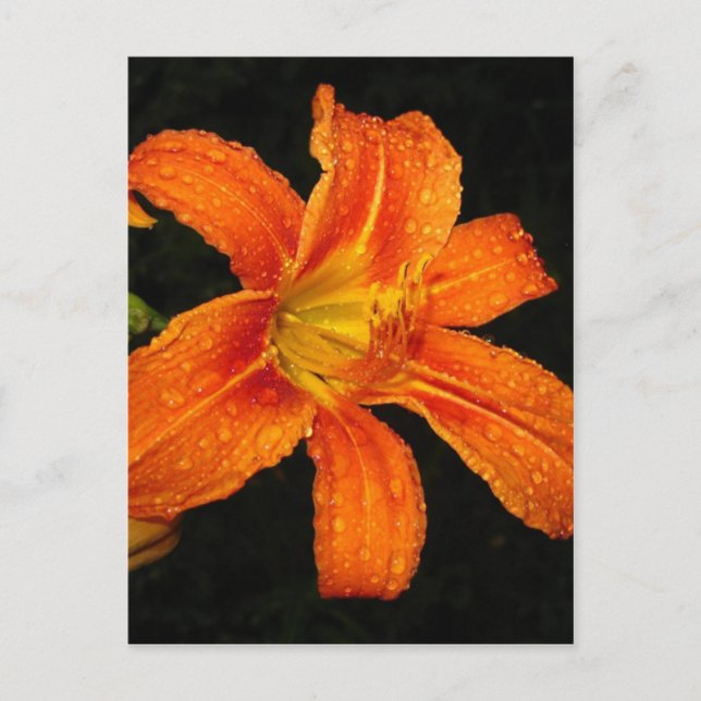 Cartão Postal Flores Laranja Tiger Lily (Frente)