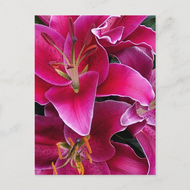 Cartão Postal Flores lírios cor-de-rosa (Frente)