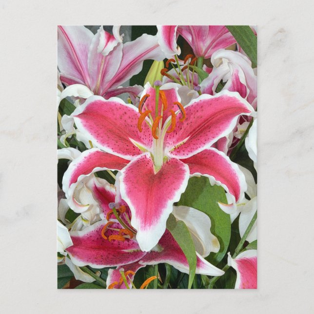 Cartão Postal Flores lírios cor-de-rosa (Frente)