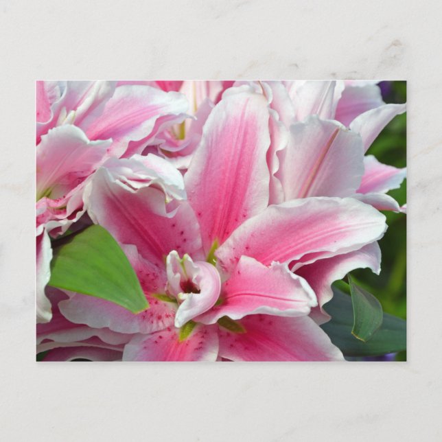 Cartão Postal Flores lírios cor-de-rosa-stargazer, em primavera (Frente)