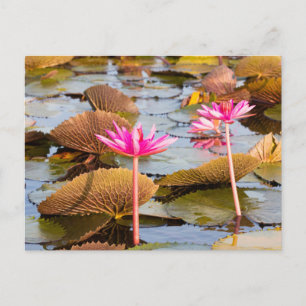 Cartão Postal Flores lótus no lago Thale Noi, Phatthalung