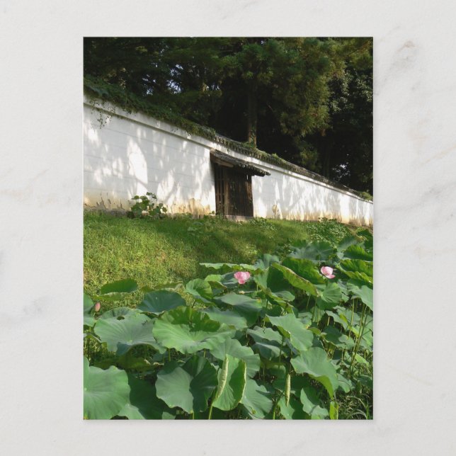 Cartão Postal Flores lótus no templo moat (Frente)