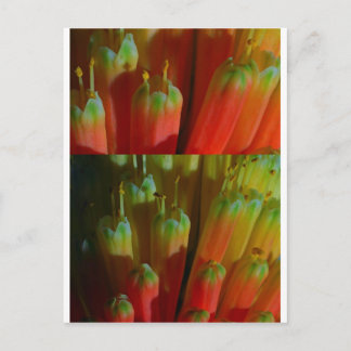 Cartão Postal Flores, Mães: Cactus Wild: Saudações, Boa sorte