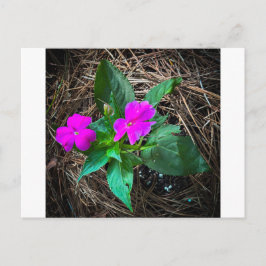 Cartão Postal Flores Magenta de Impatiens Entre Agulhas de Pinhe