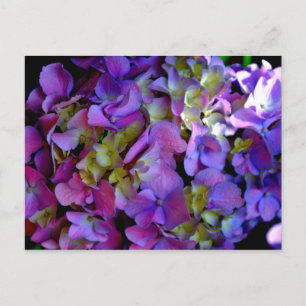 Cartão Postal Flores magenta púrpura amarelas Hydrangas