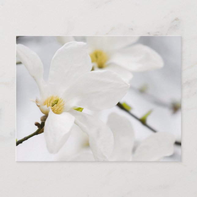 Cartão Postal flores magnólia (Frente)